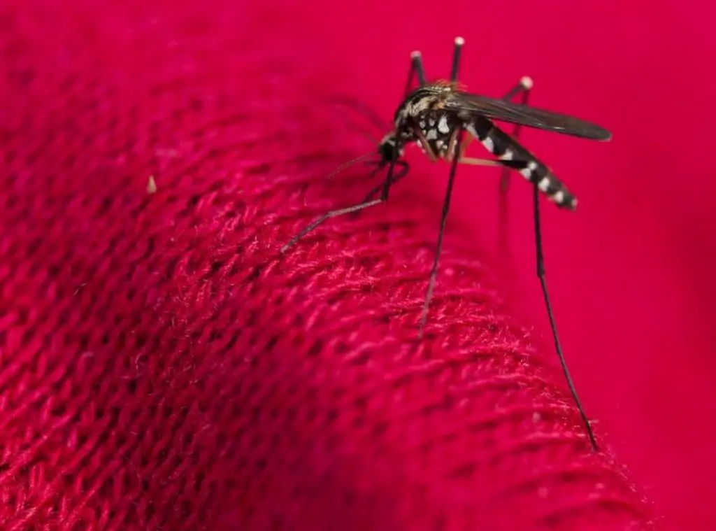 Can Mosquitoes Bite Through Clothes 1 1
