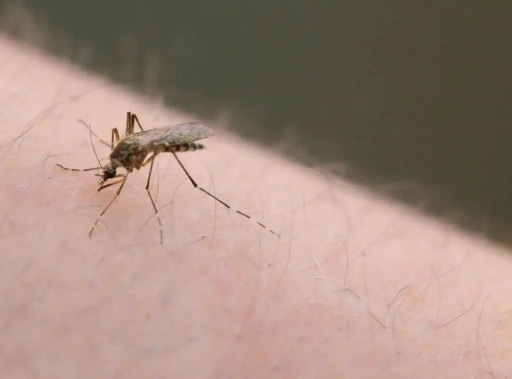 Can Mosquitoes Bite Through Clothes