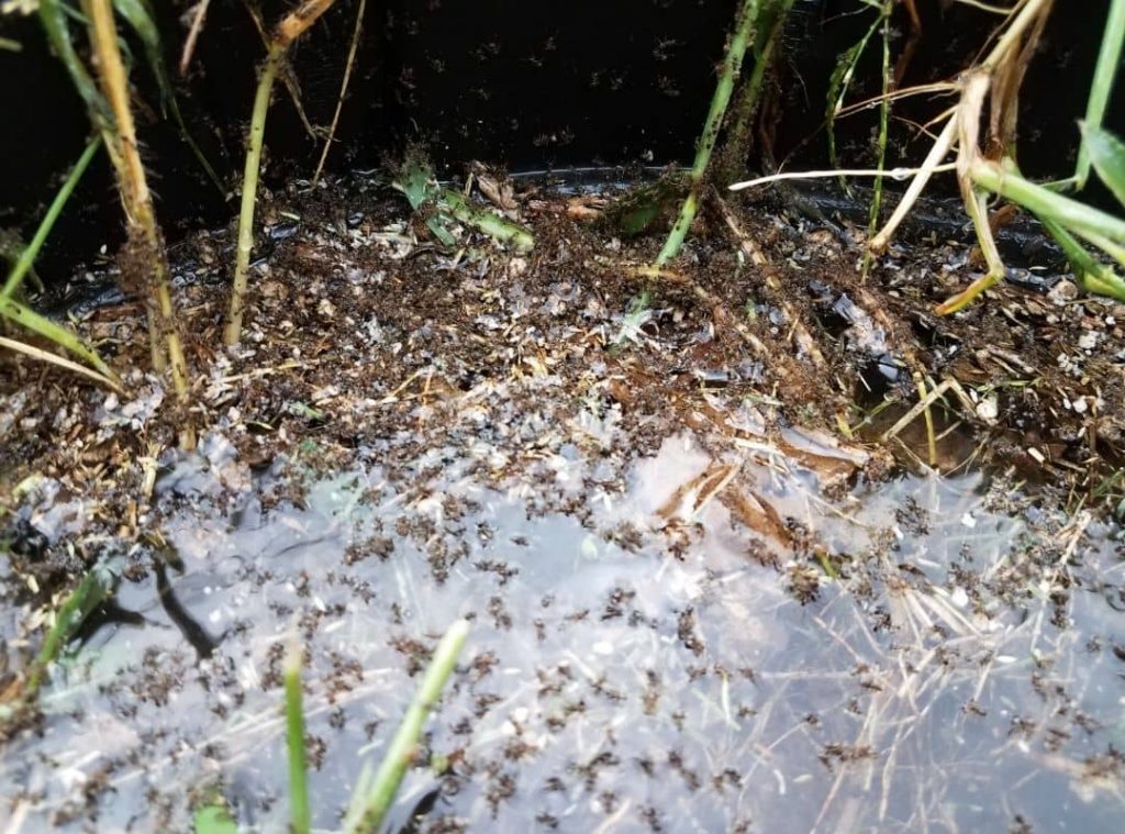 Ants Survive Rain