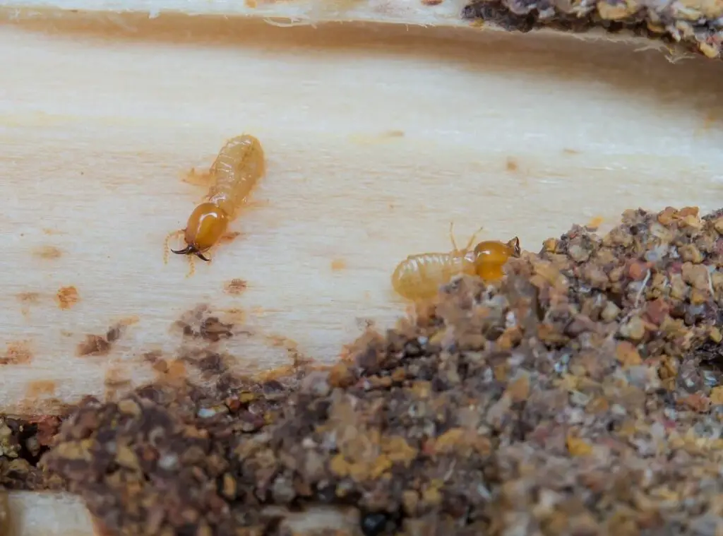 Termites Eat Mattresses