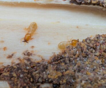 Termites Eat Mattresses