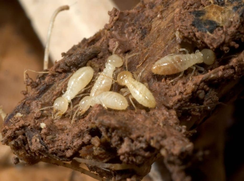 Termites Live In Furniture 1 1
