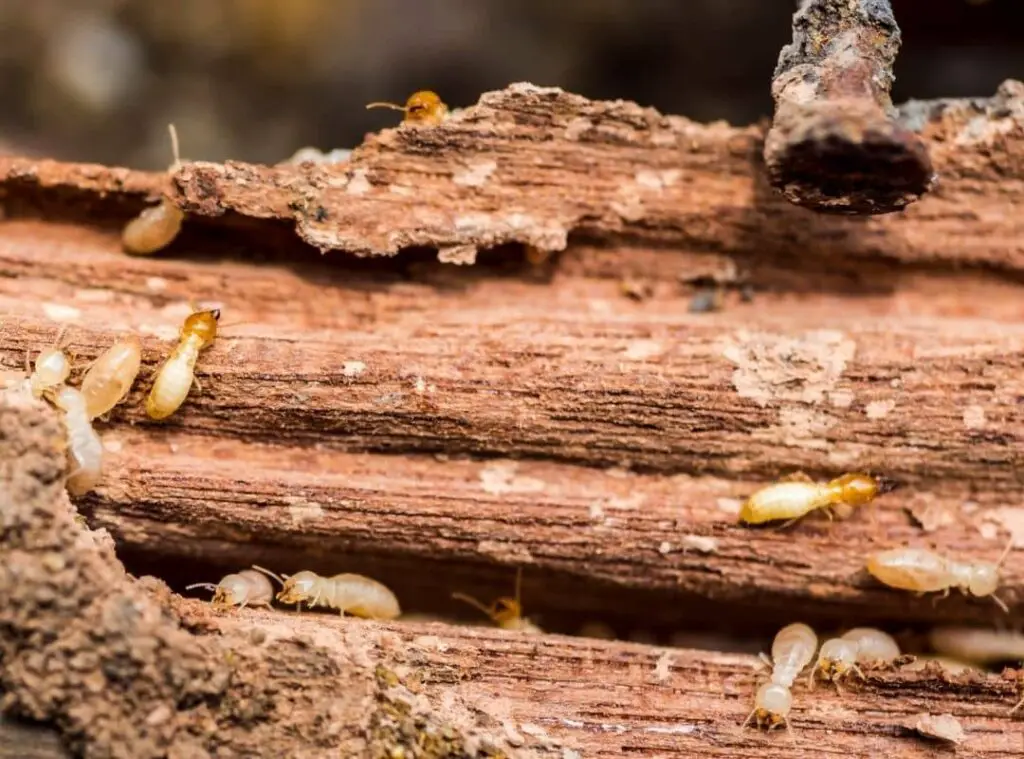 Termites Live In Furniture