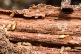 Termites Live In Furniture