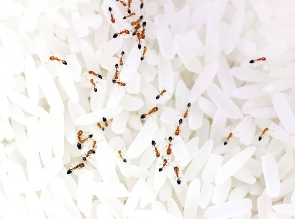 Ants in rice