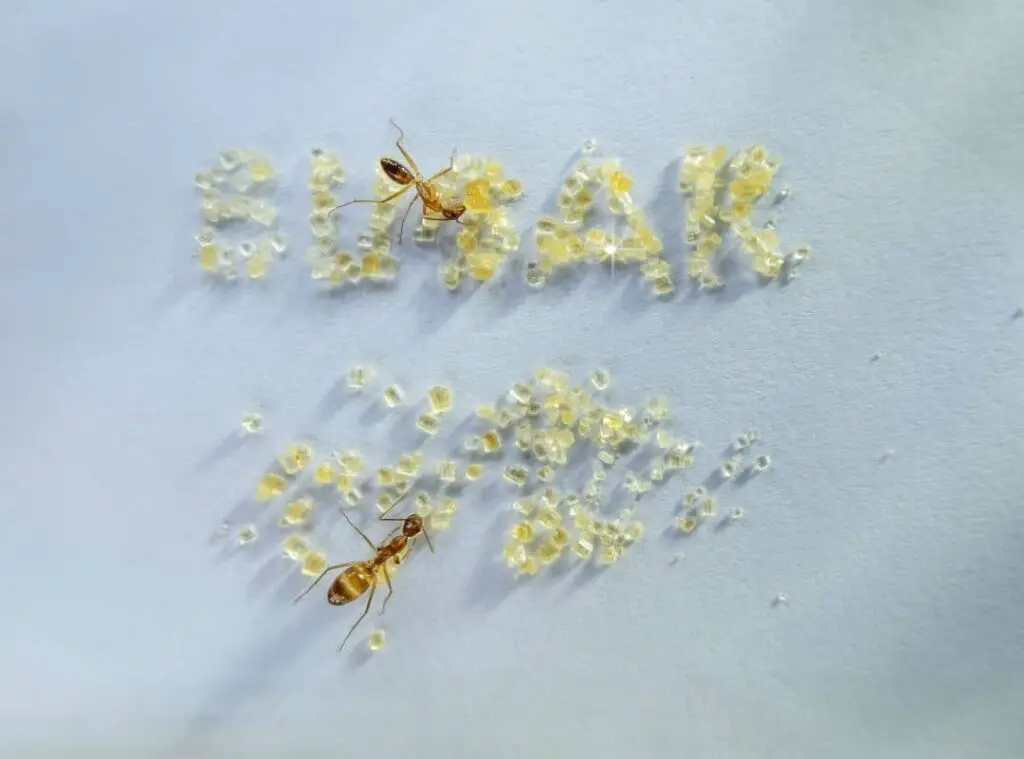 Bugs In Sugar