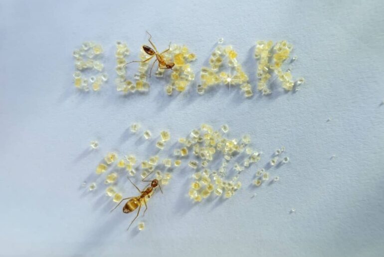 Bugs In Sugar