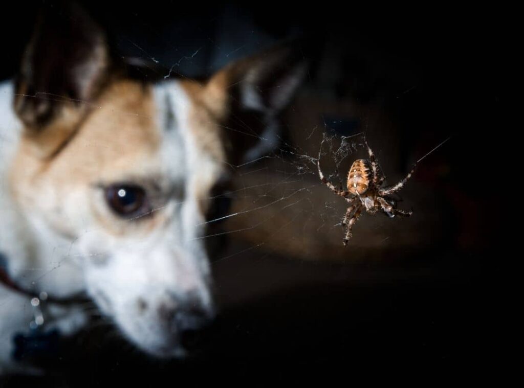 Dogs Eat Spiders