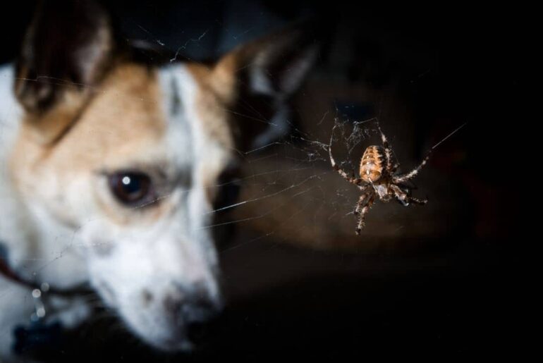 Dogs Eat Spiders