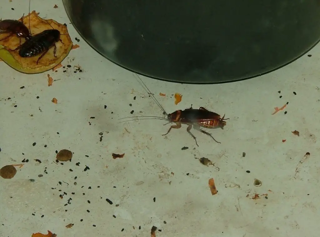 Is Cockroach Poop Dangerous