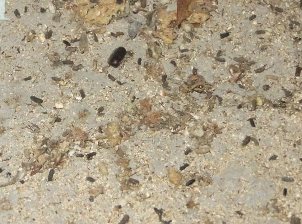 Is Cockroach Poop Dangerous