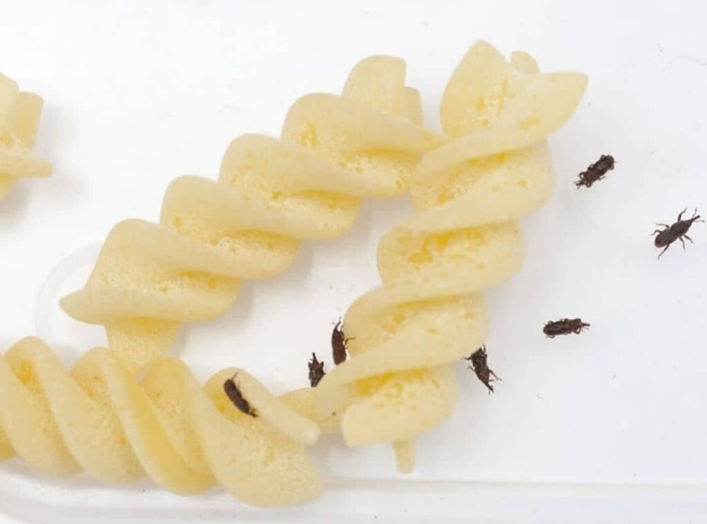 Weevils In Pasta
