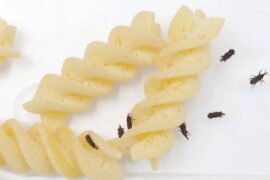 Weevils In Pasta
