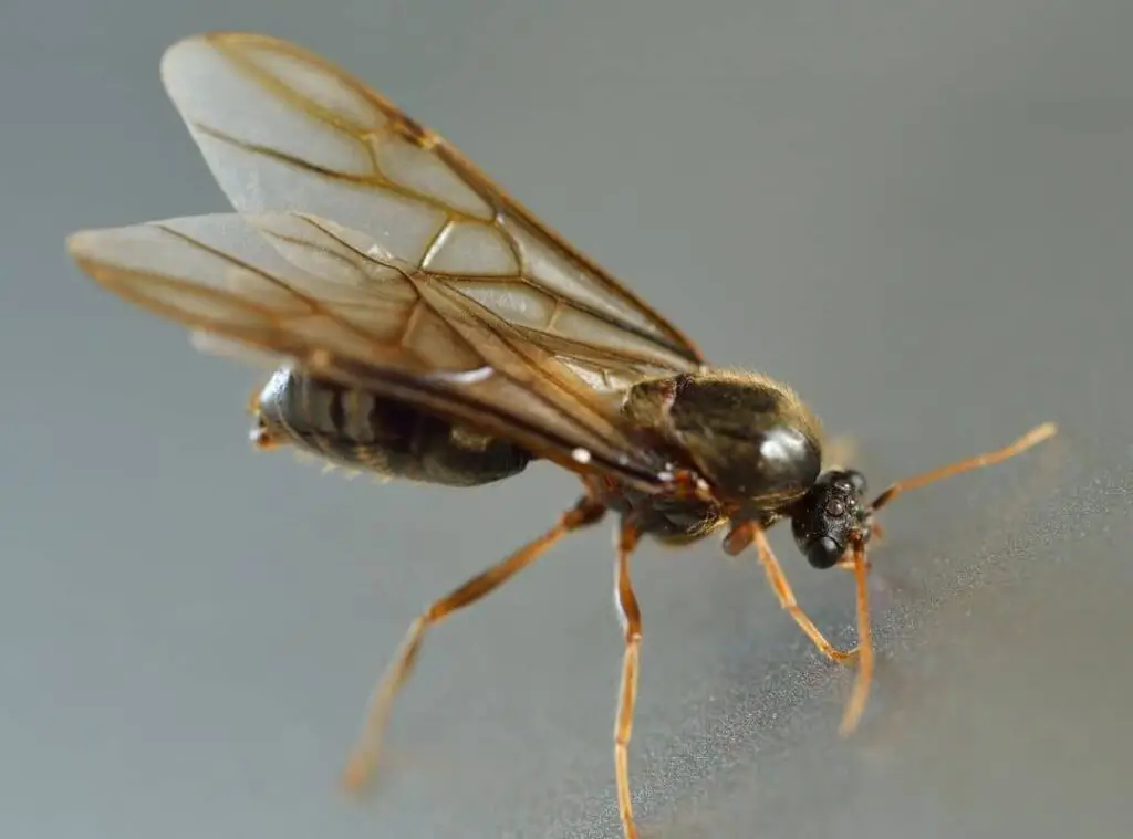Are flying termites seasonal
