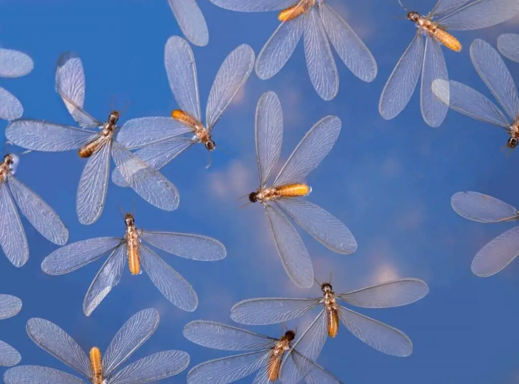 Are Flying Termites Dangerous 
