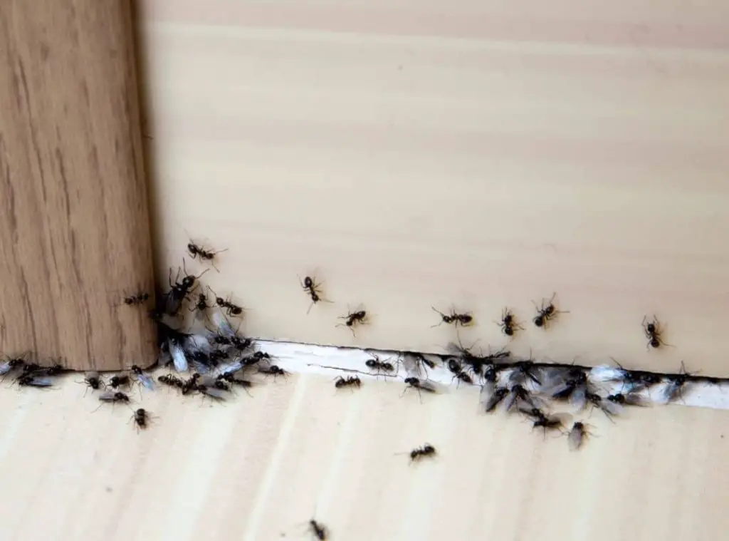 Are flying termites seasonal Are Flying Termites Seasonal? And 9 Ways To Get Rid Of Them
