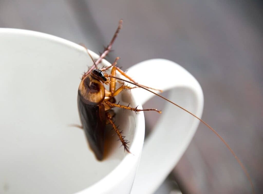 Cockroach In Drinking Water Tank