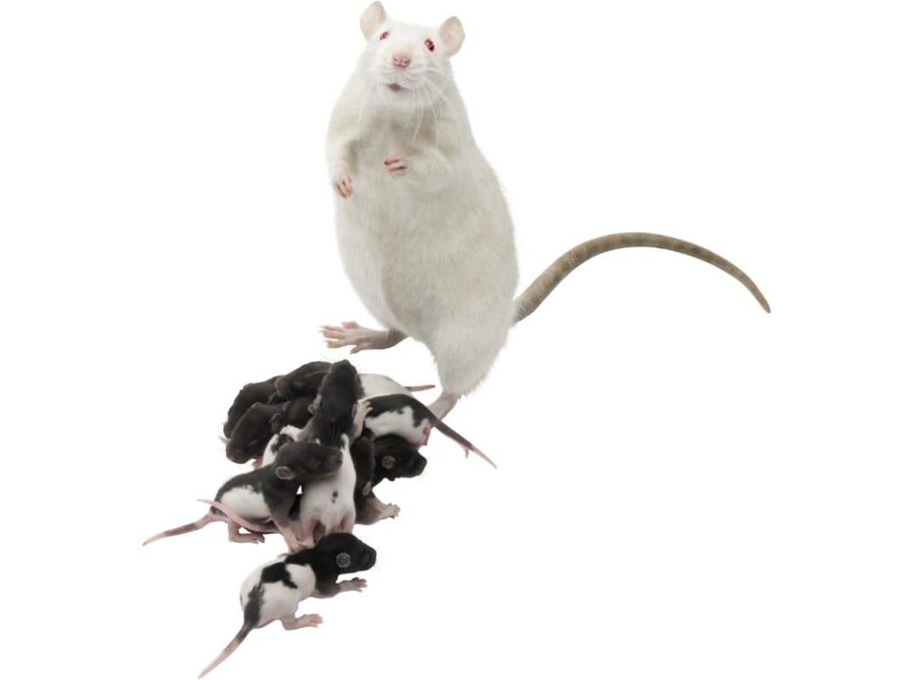 How To Stop Mice From Breeding