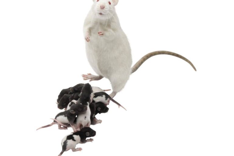 How To Stop Mice From Breeding