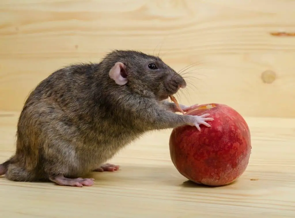 Is It Safe To Eat Rat Bitten Fruit