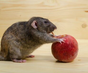 Is It Safe To Eat Rat Bitten Fruit