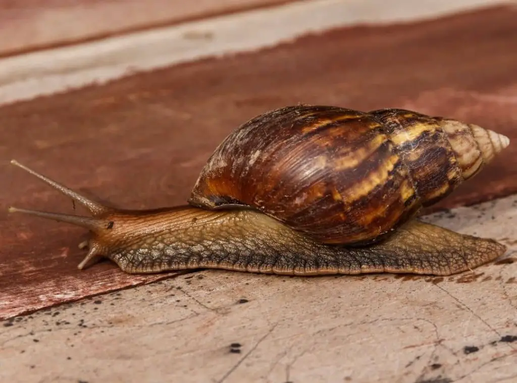Snail In House