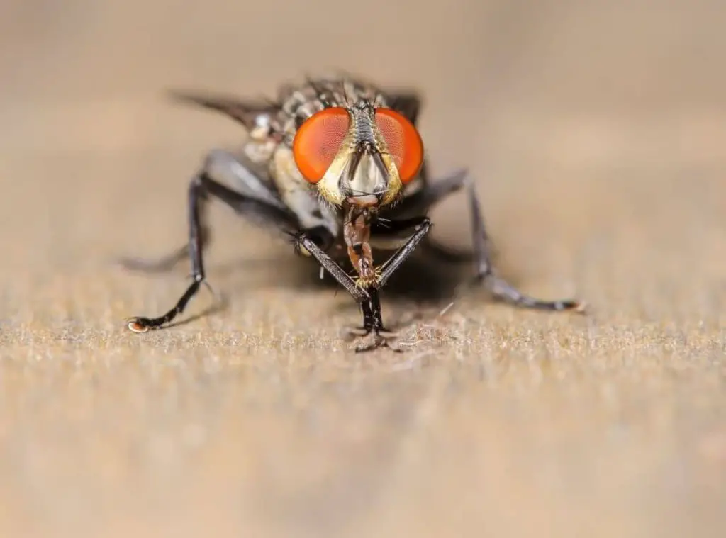 Why Do Flies Rub Their Legs Together 
