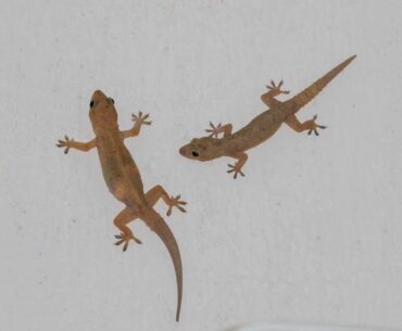 Are House Geckos Pests