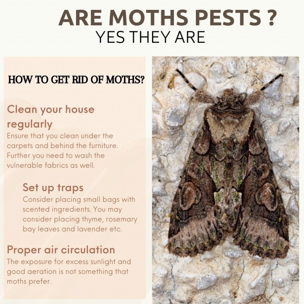 Are Moths Pests 4