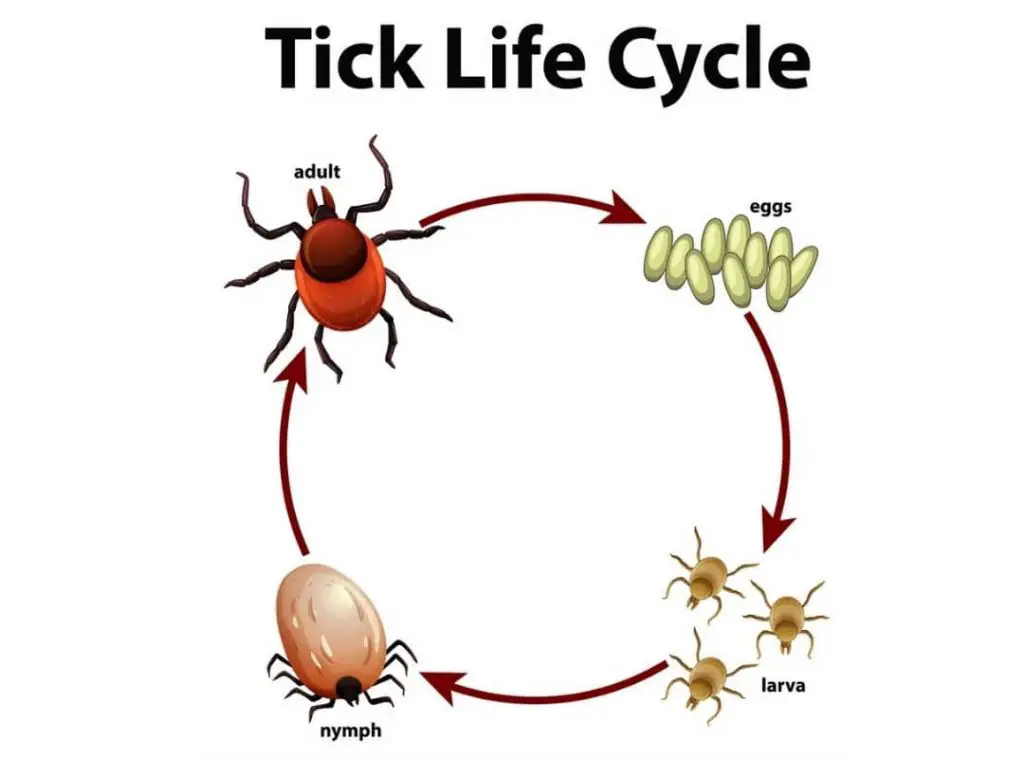 Do Ticks Lay Eggs On Humans