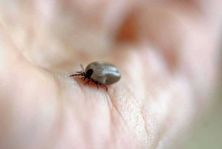 Do Ticks Lay Eggs On Humans