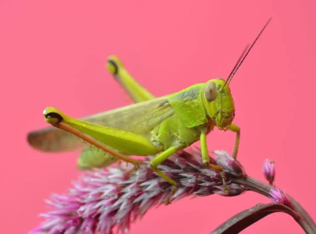 How To Control Grasshoppers 