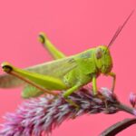 How To Control Grasshoppers