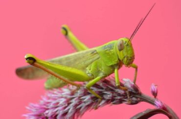 How To Control Grasshoppers