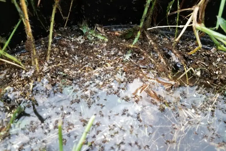 How To Get Rid Of Ants After Rain
