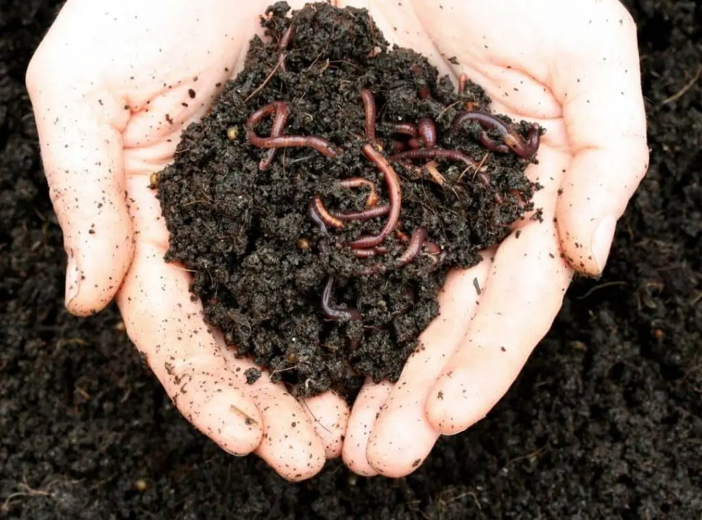 How To Get Rid Of Worms After Rain