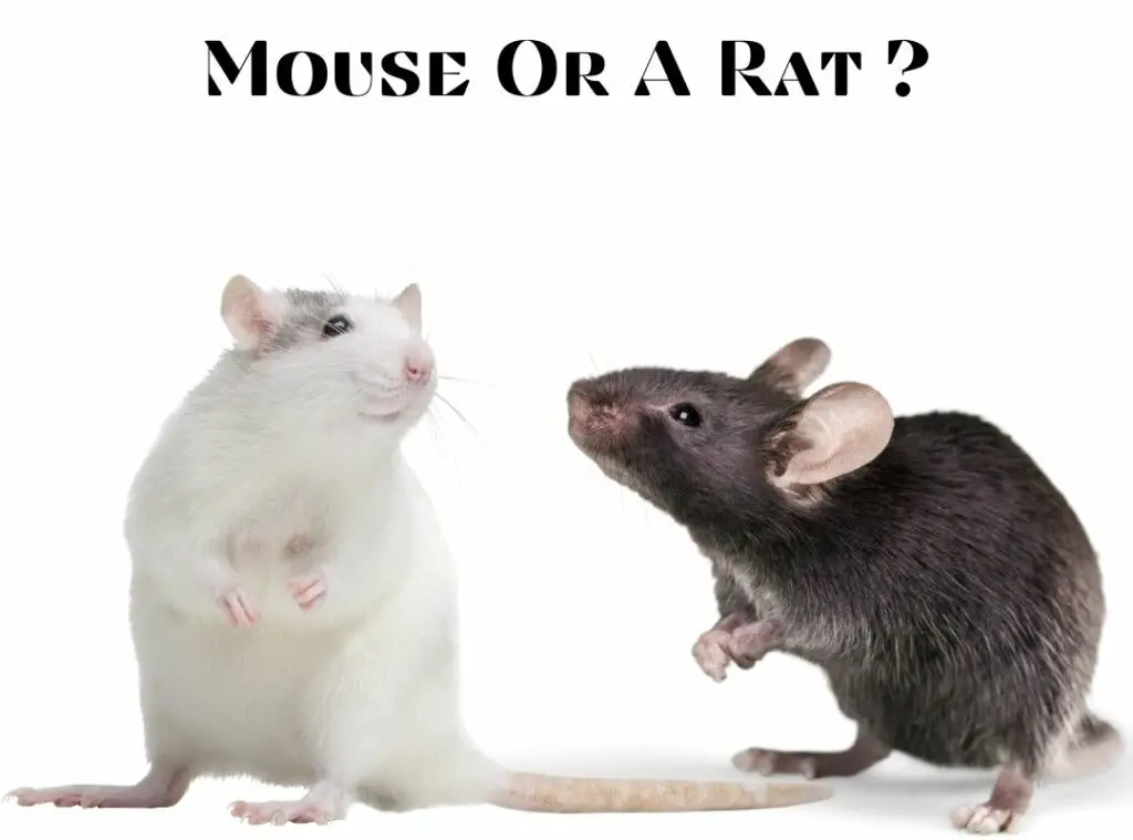 Is It A Mouse Or A Rat