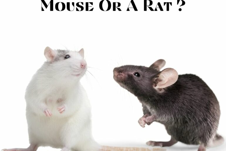 Is It A Mouse Or A Rat