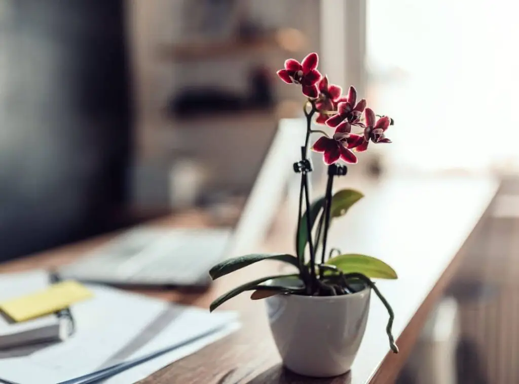 Do Orchids Do Well In An Office 