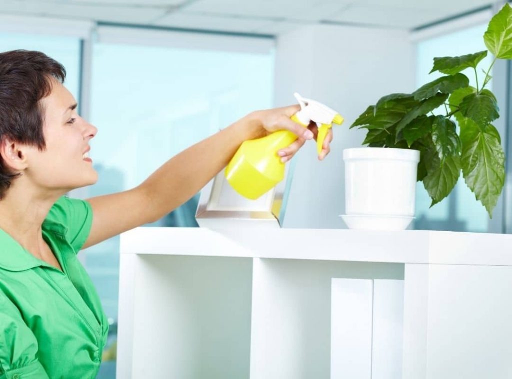 Fungicides For Indoor Plants 