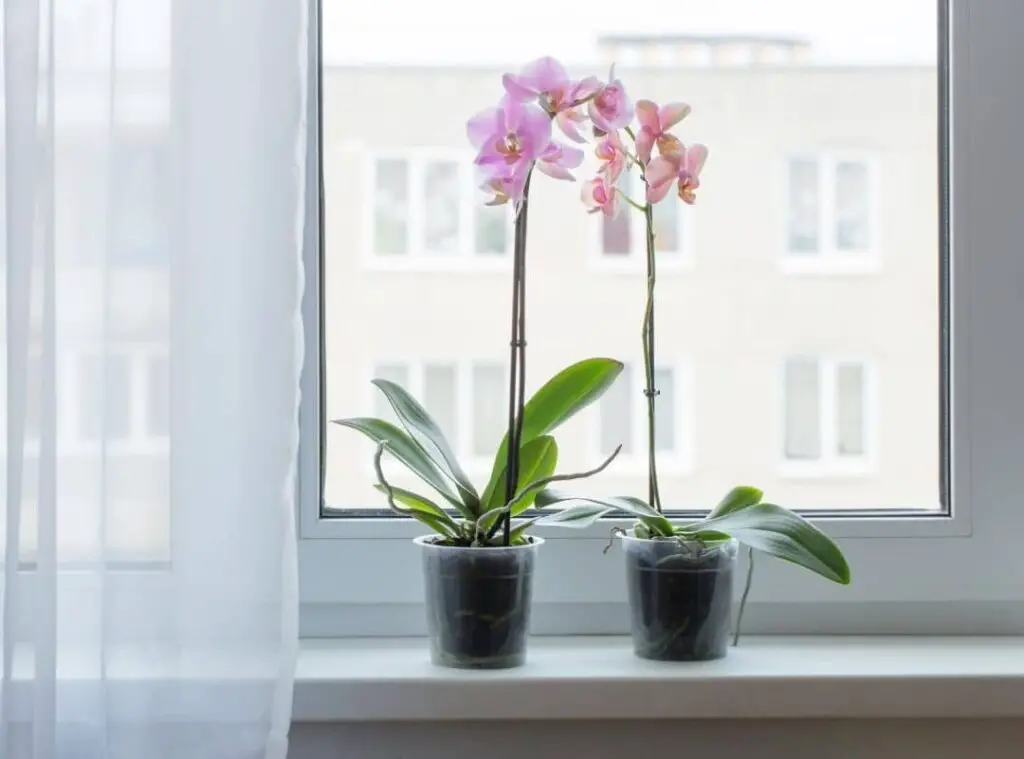 How Long Does An Orchid Live Inside 