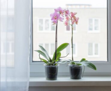 How Long Does An Orchid Live Inside
