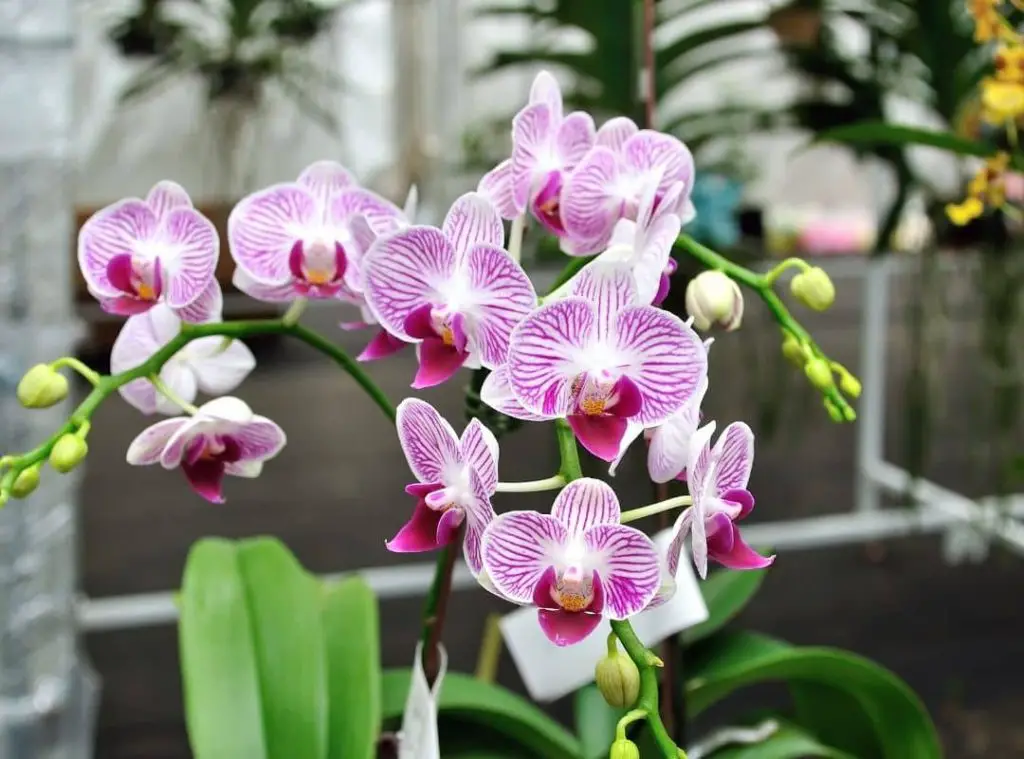 How To Make An Orchid Rebloom