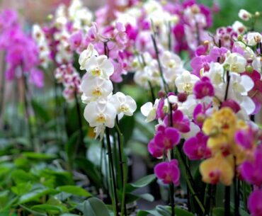 How To Water Orchids While On Vacation