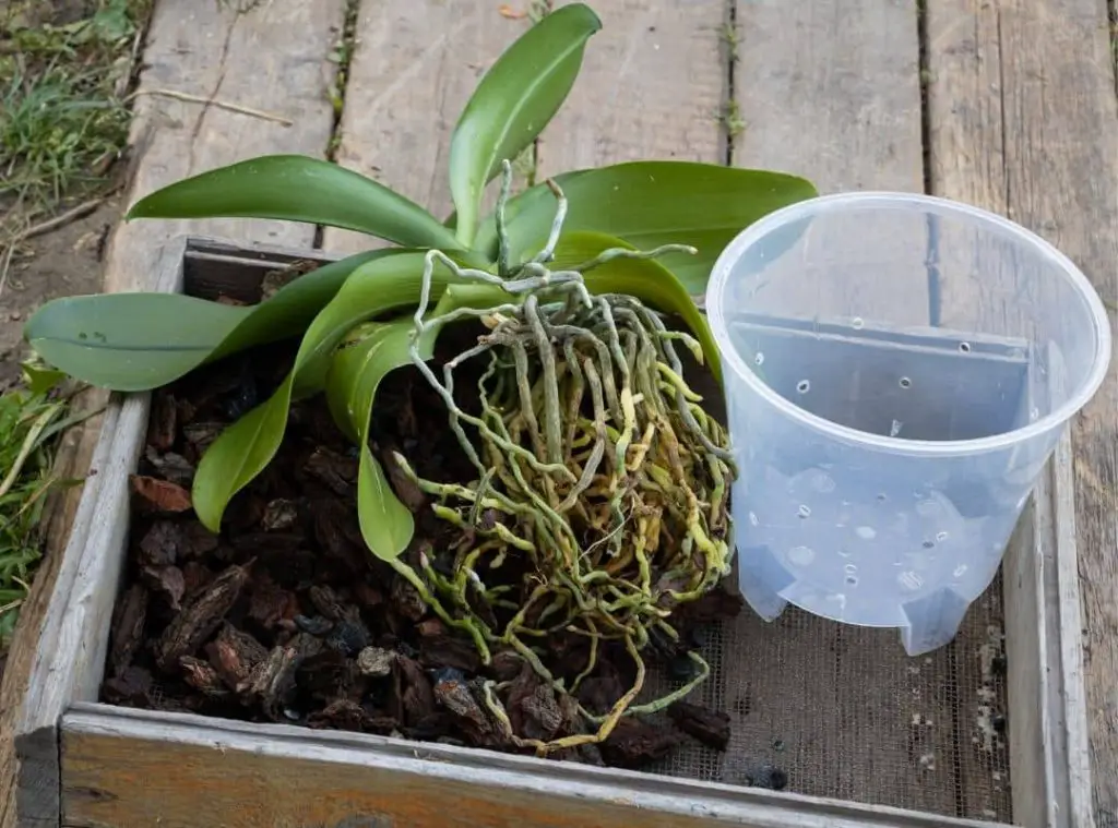 How To Water Orchids In Bark