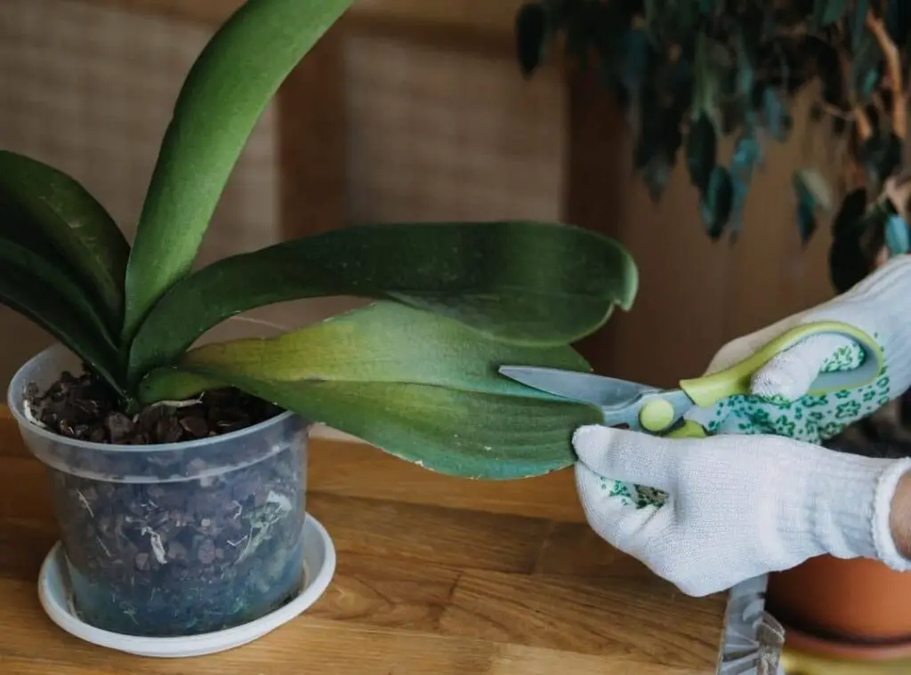 How to trim orchid leaves
