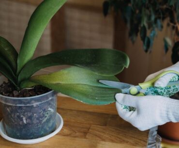 How to trim orchid leaves