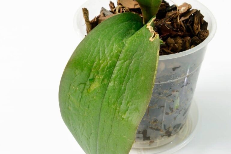 What Makes Orchid Leaves Split