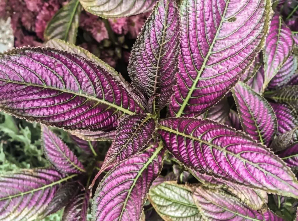 What is eating my Persian shield