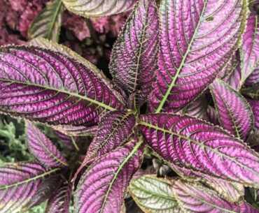 What is eating my Persian shield